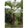 Palms