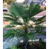 Trachycarpus fortunei