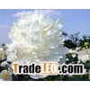 Chinese White Tree Peony