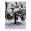 trachycarpus fortunei