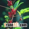 Dried Hibiscus (Roselle) Flowers