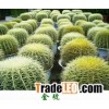 echinocactus grusonii