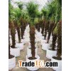 phoenix roebelenii