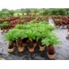 Cycas Revolute