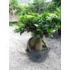 Ficus Microcarpa