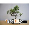 Bonsai