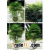 rhapis series