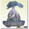 ficus microcarpa