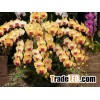 phalaenopsis hybrid orchid