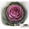 brassica