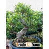 bonsai trees&pots