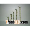 Lotus bamboo