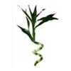 lucky bamboo with leaf