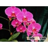 phalaenopsis orchid plant