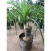 Wolina Recurvata