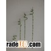 Spiral bamboo