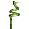 lucky bamboo