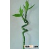 spiral lucky bamboo