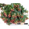hypericum