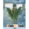 zamioculcas zamiifolia
