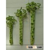 Lucky bamboo