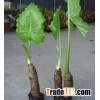 Alocasia cucullata