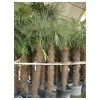 trachycarpus fortunei