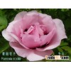 paeonia rockii,tree peony ,herbaceous peony and dahlia