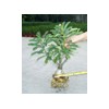adenium obesum