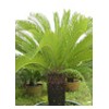 Cycas revoluta