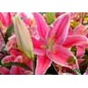 Fresh Cut Flower, Pink Lily
