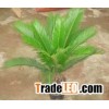 Cycas revoluta(mini)