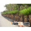 cycas revoluta