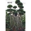 landscape bonsai