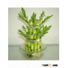 lucky bamboo