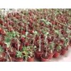Adenium Obesum