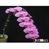 Phalaenopsis plant