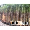 phoenix roebelenii