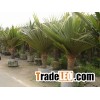 pandanus utilis