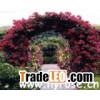Tea fragrant strong colored Chinese rose