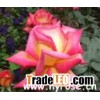 pretty beautiful women rose