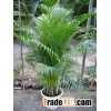 supply chrysalidocarpus lutescens wendland