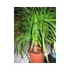 Dracaena draco