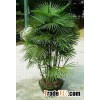 rhapis multifida