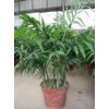 Chamaedorea elegans
