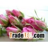 Dried pink rose buds