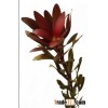 Leucadendron