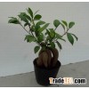 Ficus microcarpa(Ginseng ficus)