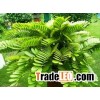 zamia furfuracea