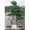 ulmus bonsai